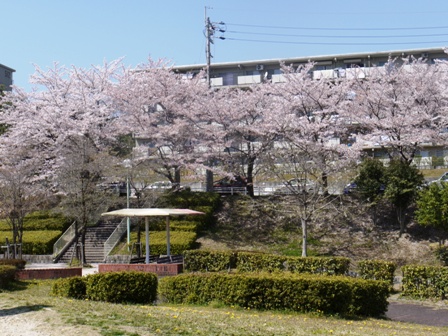 a桜 004.jpg