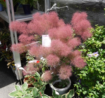 a花1 スモークツリー.jpg
