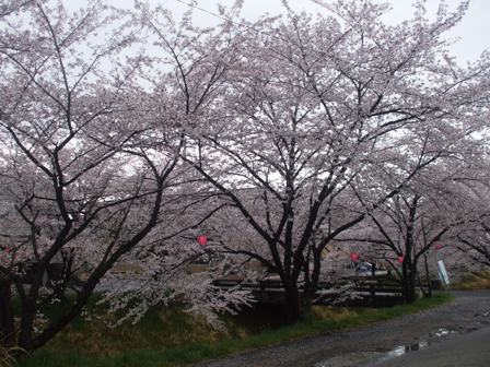 ａ桜 006.jpg
