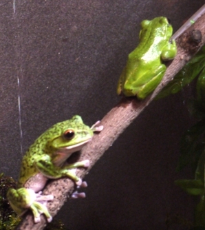 ａトト13オリアオガエル.jpg