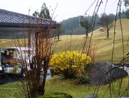 ａゴルフ レンギョウ.jpg