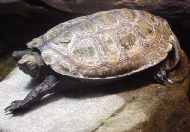 ａトト15ニホニシガメ.jpg