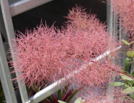 a花1 パープルファー.jpg