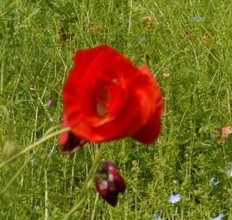 aポピー３.jpg