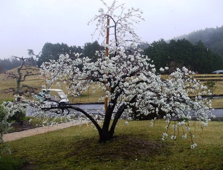 ａゴルフ 花桃１.jpg