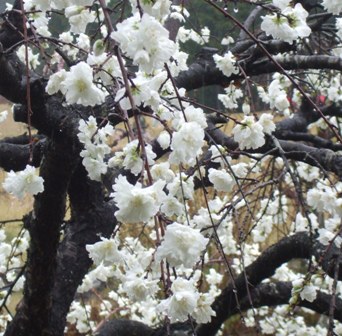 ａゴルフ 花桃２.jpg