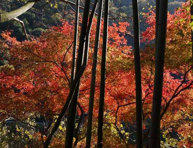 04定光寺1 015.jpg