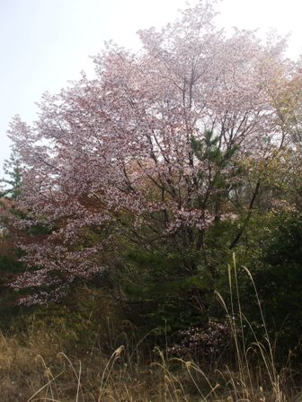 a桜 002.jpg