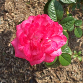 バラ デボネア.jpg