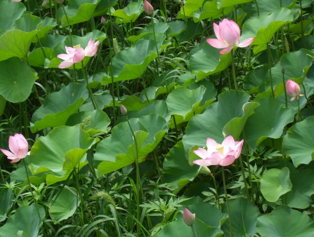 090711蓮拡大２.jpg