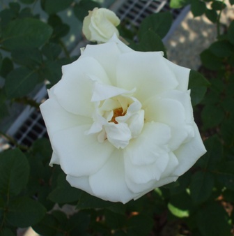 バラ パスカリ.jpg