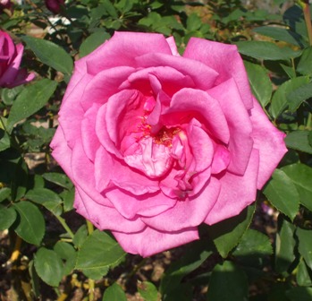 バラ パローレ.jpg