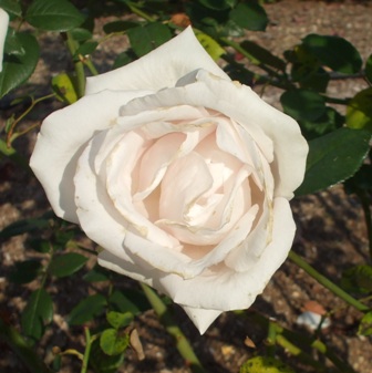 バラ ピンクシャイン.jpg