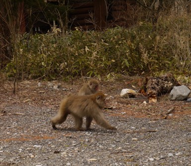 上高地09サル.jpg