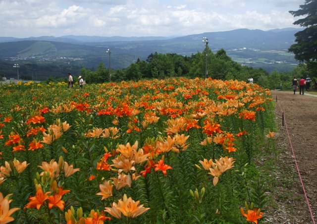 090715ユリ下り7.jpg