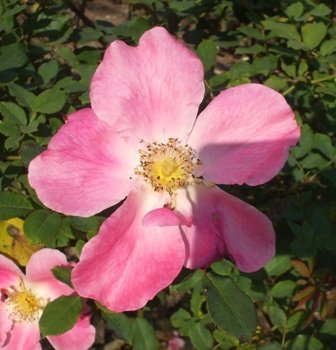 バラ ミュンスター.jpg