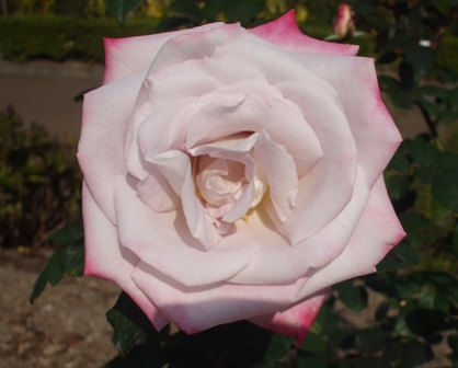 バラ レッドムーン.jpg