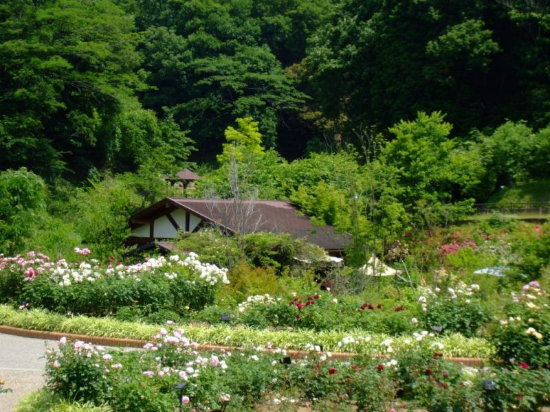 090608vターシャ 1.jpg