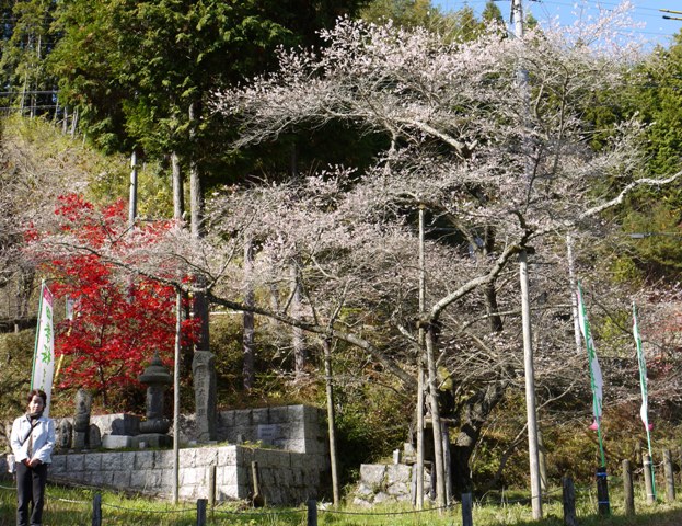 03四季桜一本.jpg