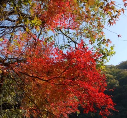 20定光寺1 005.jpg