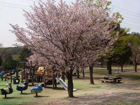 a桜 008.jpg