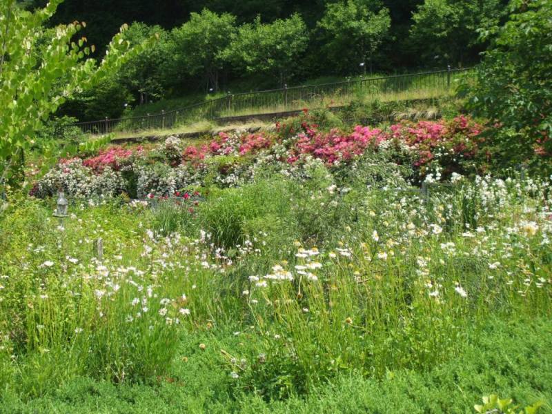 090608vターシャ 3.jpg