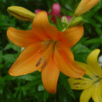 a可睡ゆりの園 花1.jpg