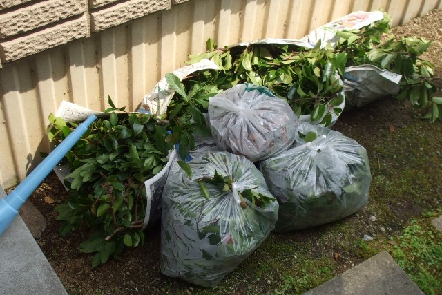 090626庭木切り枝.jpg