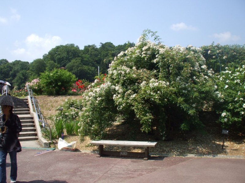 090608vターシャ 4.jpg