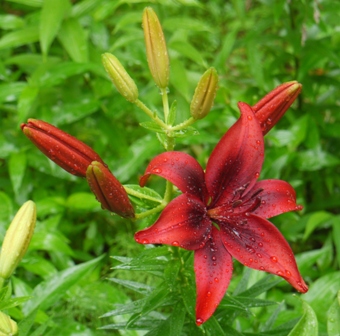 a可睡ゆりの園 花2.jpg