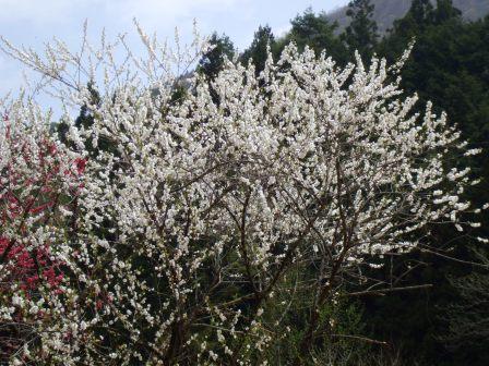 09042401花桃白木 015.jpg