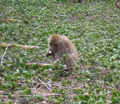上高地25サル.jpg