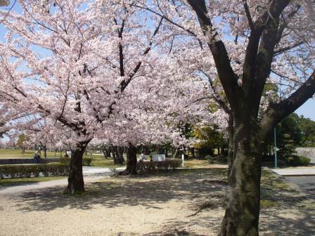 090407落合公園桜 002.jpg