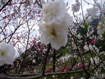 09042402花桃白 026.jpg