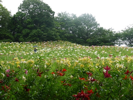 a可睡ゆりの園 19五色5.jpg