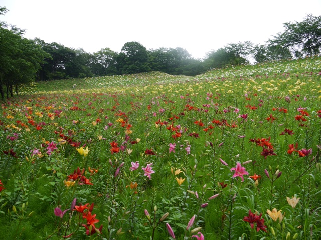 a可睡ゆりの園 20五色6.jpg