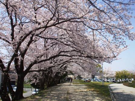 090407落合公園桜 003.jpg