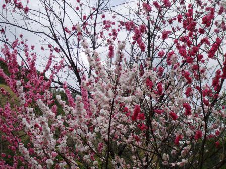 09042403花桃赤白ピンクまだら 023.jpg