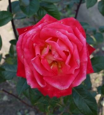 1池12バラ ニコロパガニーニ.jpg