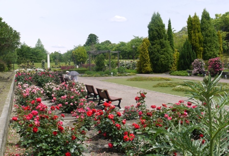 ａ植物バラ園.jpg
