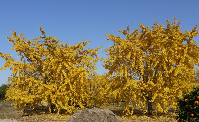 0祖父江銀杏 016.jpg