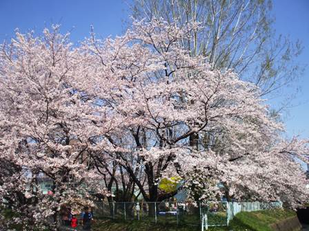 ａ桜 002.jpg