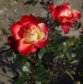 1池13バラ チャールストン.jpg