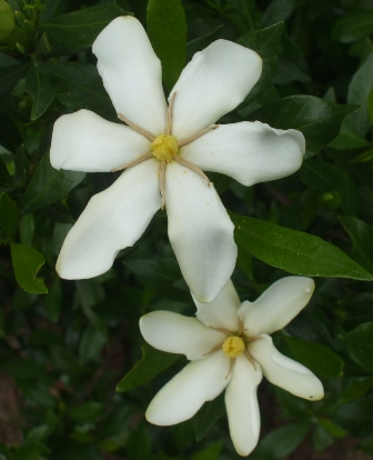 aクチナシ 02.jpg