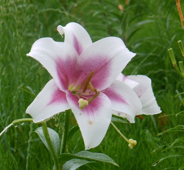 a可睡ゆりの園 花5.jpg