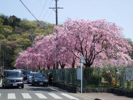 09041011東谷山桜 入り口1.jpg