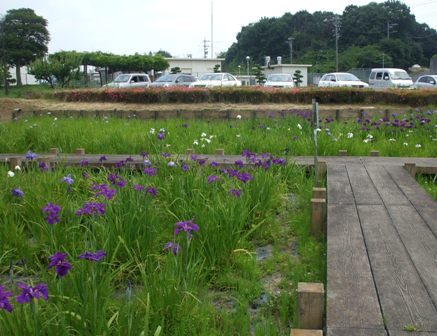 0花菖蒲 鷹１.jpg