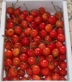 aサクランボ 02.jpg