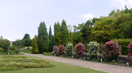 ａ植物 つるバラ.jpg