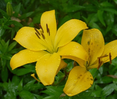 a可睡ゆりの園 花3.jpg